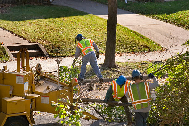 Tree Service Company in Horizon West, FL